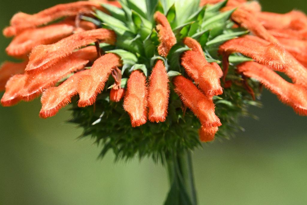 2025-08080020 Tower Hill Botanaic Garden, MA.JPG - Lion's Tail or Wild Dagga (Leonotis nepetifolia). New England Botanic Garden at Tower Hill, MA, 8-8-2025